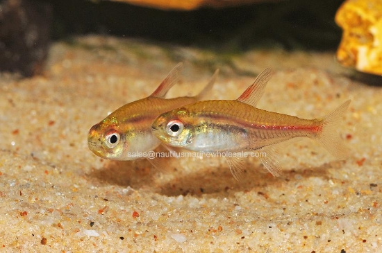 Picture of TETRA: GLOW LIGHT *38 COUNT FREE FISH*