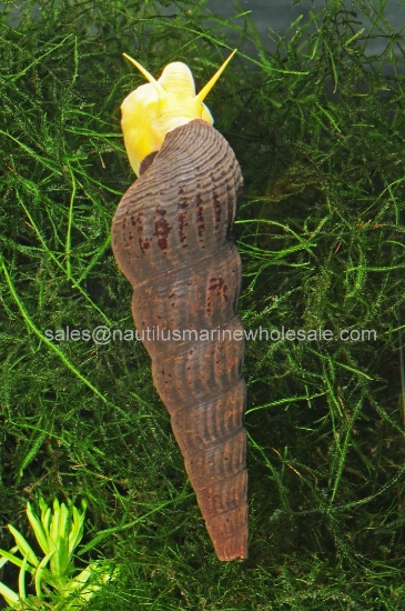 Picture of SNAIL: ORANGE RABBIT *8 COUNT FREE "FISH"*