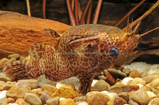 Picture of CAT: UPSIDE DOWN REG *7 COUNT FREE FISH*