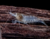 Picture of SHRIMP: SNOWBALL