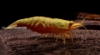 Picture of SHRIMP: YELLOW FIRE