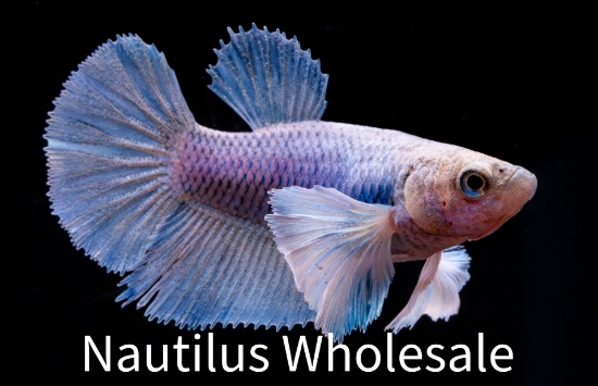Picture of BETTA: DUMBO FEMALE ASST