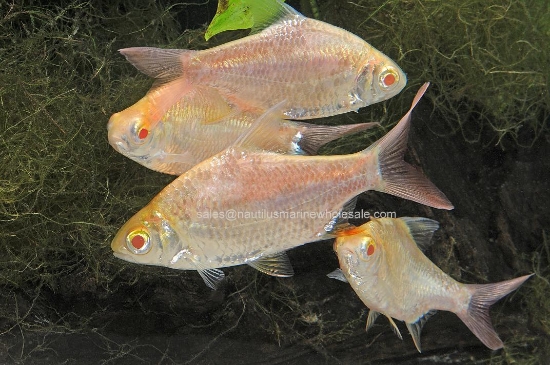 Picture of BARB: REDTAIL TINFOIL GOLD REG *ON SPECIAL*