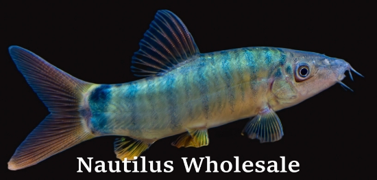 Picture of BOTIA: REDTAIL *4 COUNT FREE FISH*