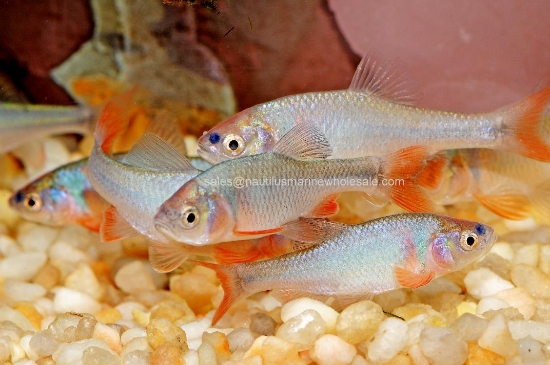 Picture of MISC: RAINBOW DACE  *8 COUNT FREE FISH*