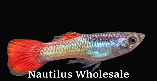 Picture of GUPPY: FIRETAIL MALE