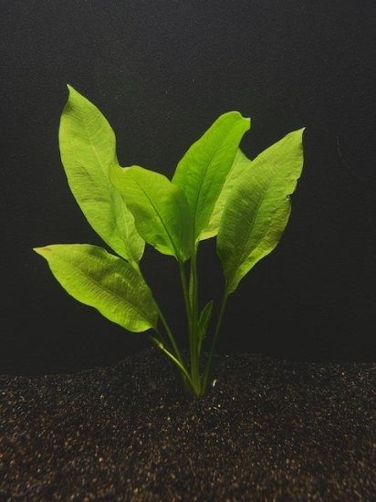 Picture of SWORD: AMAZON BROADLEAF SMALL