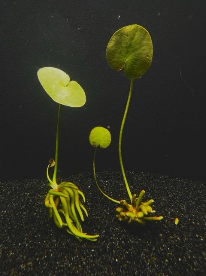 Picture of BANANA PLANT LG (NO. HI)