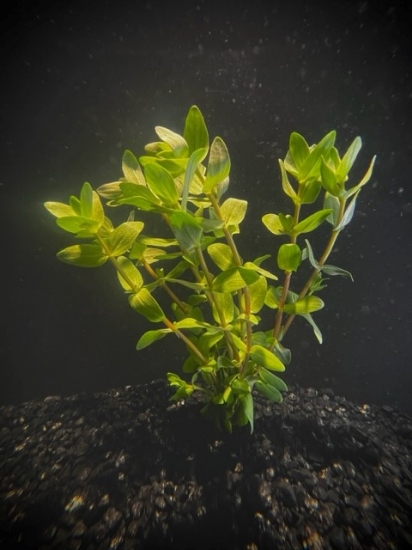 Picture of LEADED BUNCHES: BACOPA, LEMON