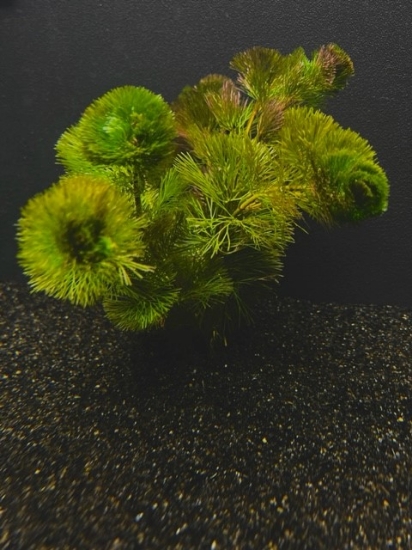 Picture of LEADED BUNCHES: CABOMBA (NO. CA, CT, ID, ME, MA, MI, NH, NY, VT, WA, WI)