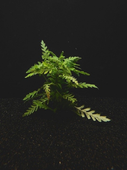 Picture of LEADED BUNCHES: HYGRO PINNATIFIDA