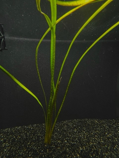 Picture of VALLISNERIA: JUNGLE