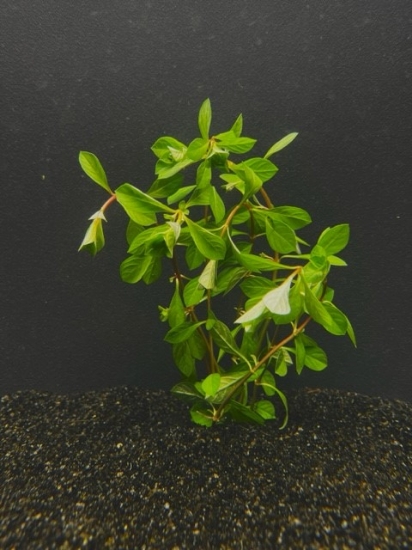 Picture of LEADED BUNCHES: LUDWIGIA, RED