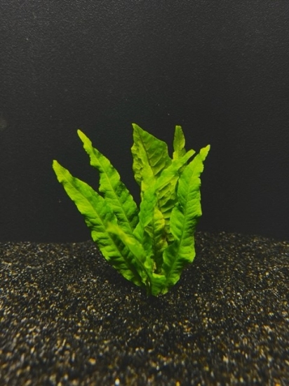 Picture of FERN: JAVA FERN