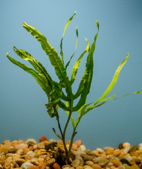 Picture of FERN: JAVA FERN TRIDENT