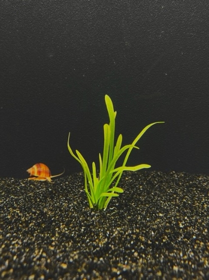 Picture of SAGITTARIA: DWARF