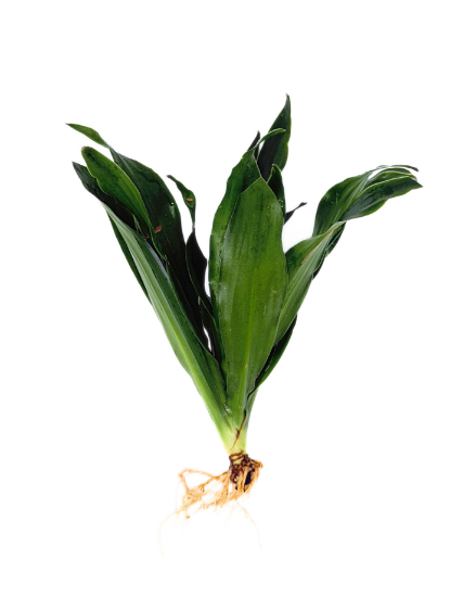 Picture of BOG PLANTS-BAREROOT: JANET CRAIG (PINEAPPLE)