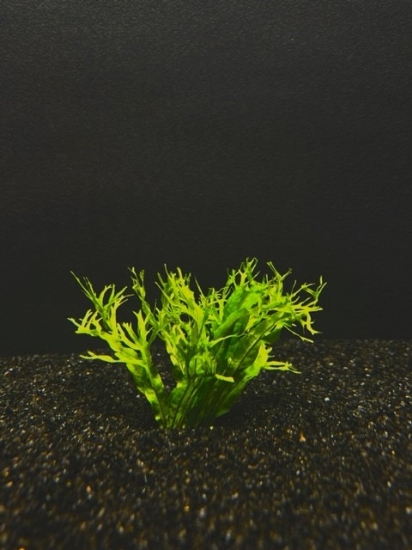 Picture of FERN: JAVA FERN (WINDELOV) LACY
