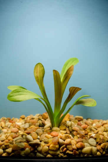 Picture of SAGITTARIA: BROADLEAF (NO. OR, WA)