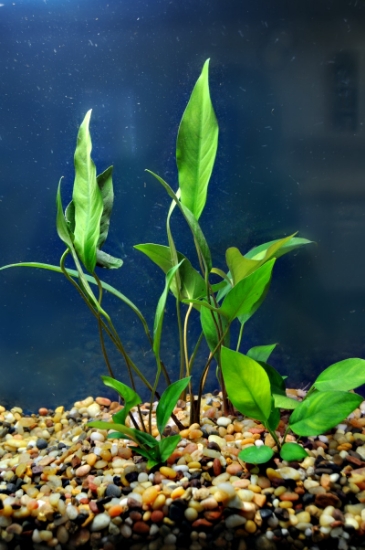 Picture of ANUBIAS: ASST ANUBIAS MEDIUM
