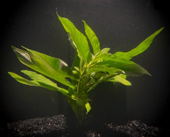 Picture of LEADED BUNCHES: HYGRO WILLOW