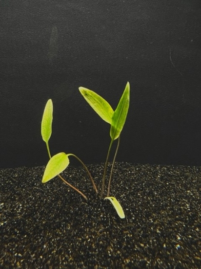Picture of CRYPTOCORYNE: LUTEA MD 