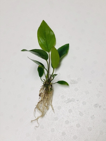 Picture of ANUBIAS: HASTIFOLIA LG