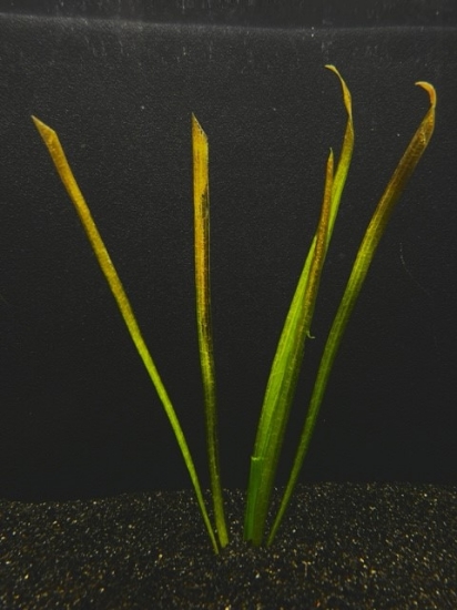 Picture of VALLISNERIA: JUNGLE RED
