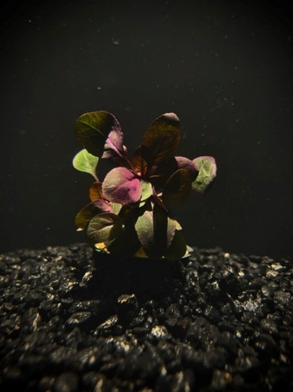 Picture of MISCELLANEOUS: CARDINAL PLANT -SMALL FORM