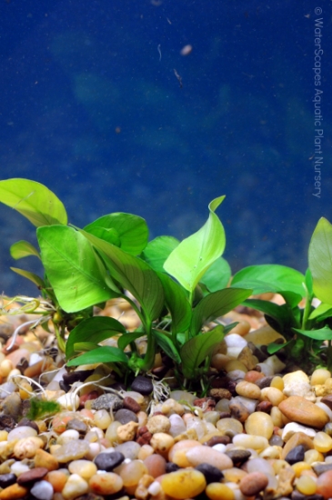 Picture of ANUBIAS: NANA SM