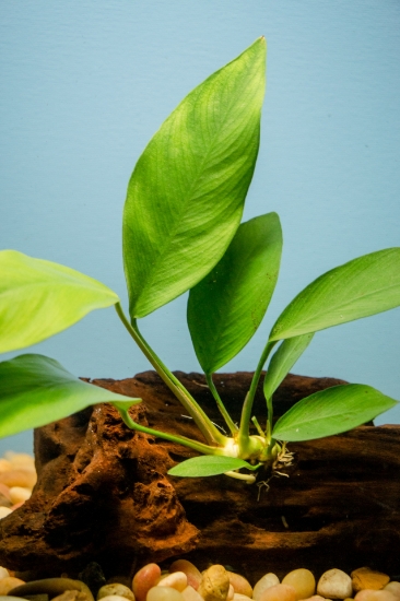 Picture of ANUBIAS ON WOOD LG 