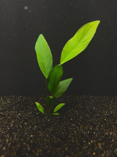 Picture of ANUBIAS: CONGENSIS MEDIUM