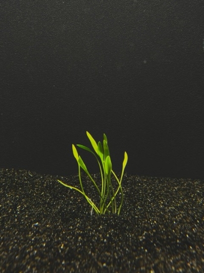 Picture of CRYPTOCORYNE: PARVA MD