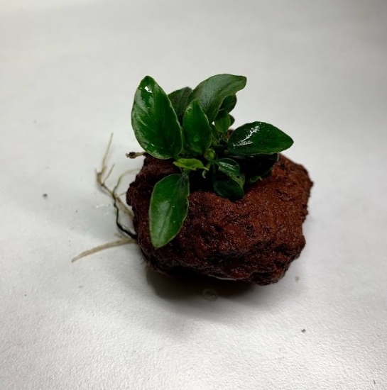 Picture of PLANT ON VOLCANIC ROCK: ANUBIAS ON LAVA ROCK LG