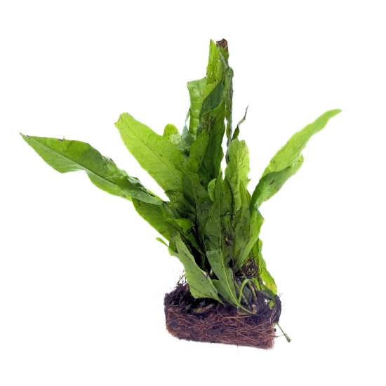 Picture of FERN: JAVA FERN MAT 2.5" x 3"