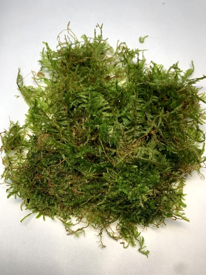 Picture of PLANT SOLD BY WEIGHT: JAVA MOSS 1/2 LB 