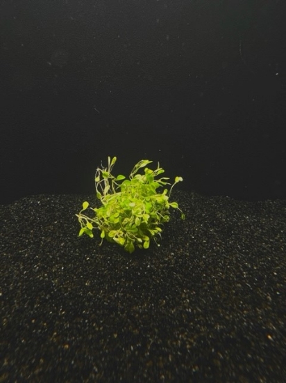 Picture of LEADED BUNCHES: GLOSSOSTIGMA 