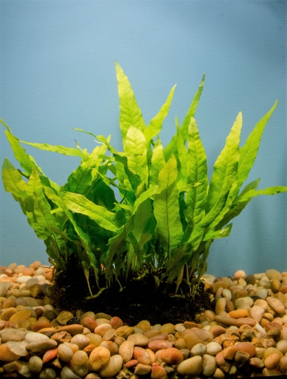 Picture of FERN: JAVA FERN MAT 3" x 5"