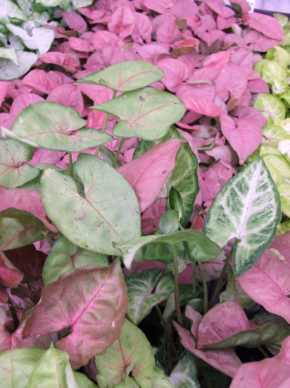 Picture of BOG PLANTS-BAREROOT: ARROWHEAD ASST