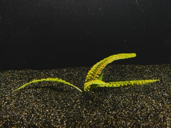 Picture of CRYPTOCORYNE: BALANSAE MEDIUM
