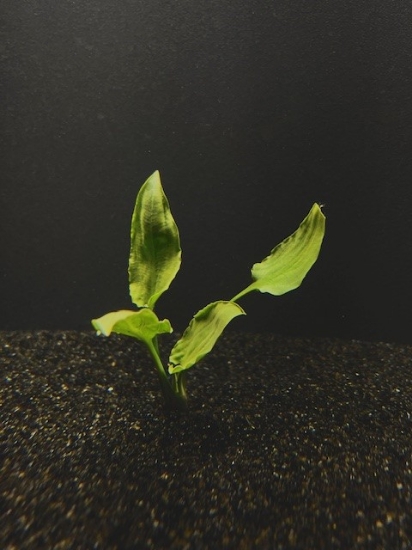 Picture of CRYPTOCORYNE: PONTEDERIFOLIA MEDIUM