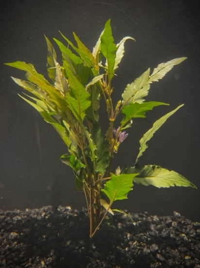 Picture of LEADED BUNCHES: BLUE HYGRO