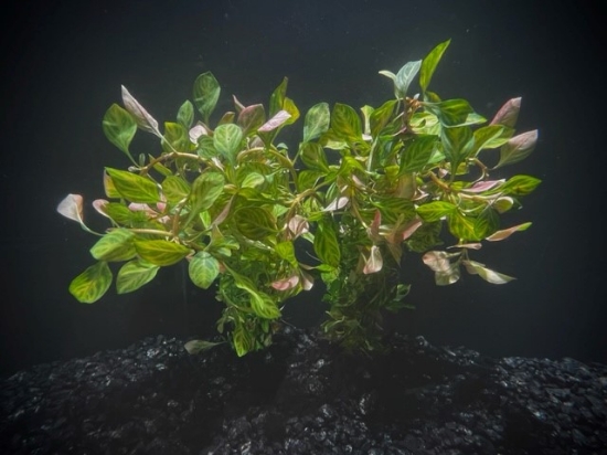 Picture of LEADED BUNCHES: LUDWIGIA OVALIS