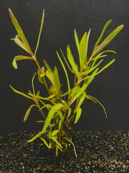 Picture of LEADED BUNCHES: HYGRO ARGUAIA