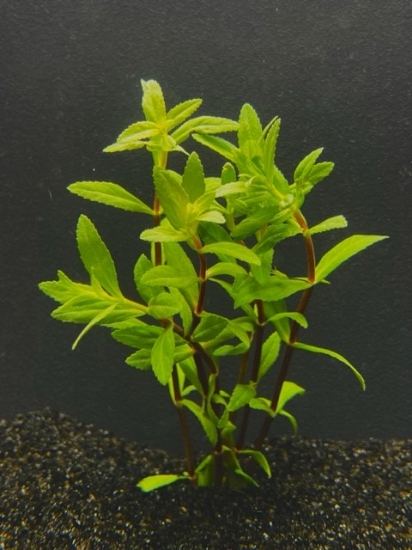 Picture of LEADED BUNCHES: LIMNOPHILLA AROMATICA