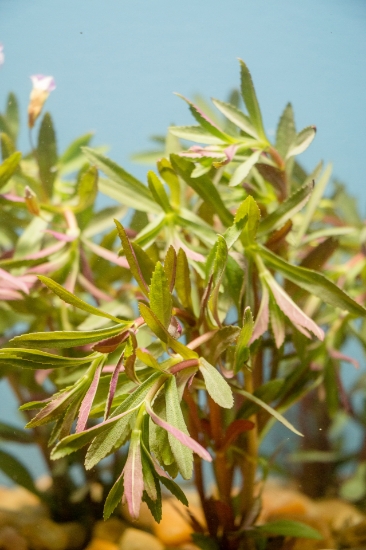 Picture of LEADED BUNCHES: LIMNOPHILLA HIPPURIDOIDES