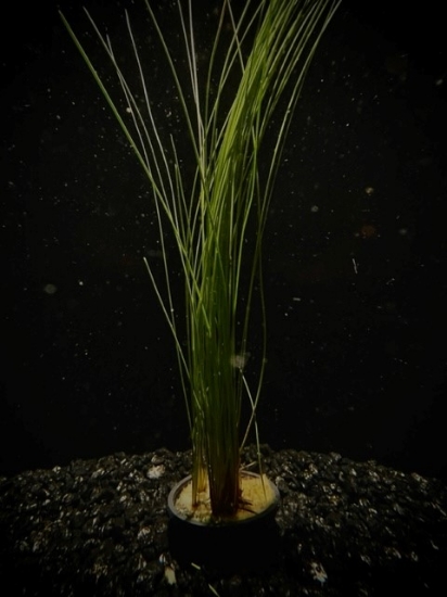 Picture of MISCELLANEOUS: HAIRGRASS, GIANT