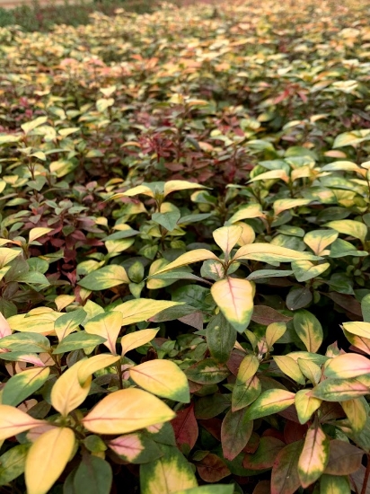 Picture of LEADED BUNCHES: JOSEPH'S COAT (BOG)