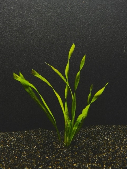 Picture of VALLISNERIA: CONTORTION