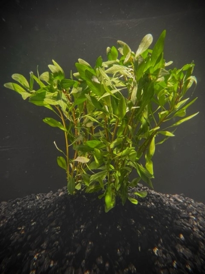 Picture of LEADED BUNCHES: LUDWIGIA CUBA